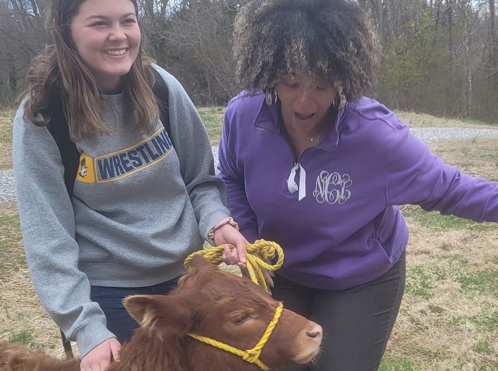 Cow One